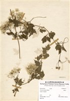 藏品(威靈仙)的圖片